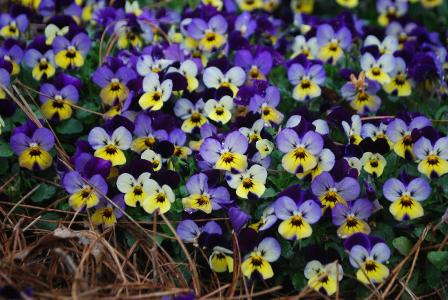 Pansies And Violas: Lots Of Great Breeding - Greenhouse Grower