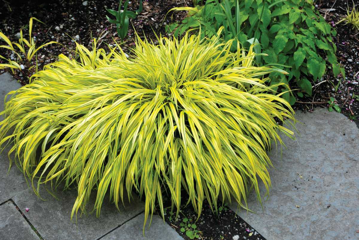 Ornamental Grasses — A Few Thoughts Greenhouse Grower