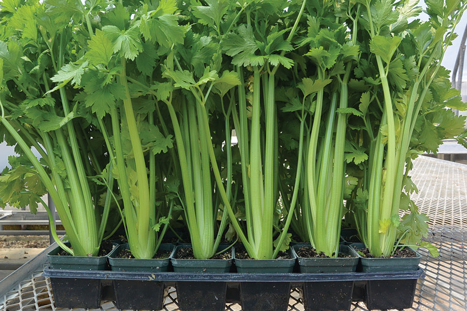 Feasibility Of Hydroponic Celery Production - Greenhouse ...