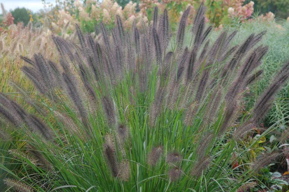 12 New Ornamental Grasses For Low Maintenance Garden ...