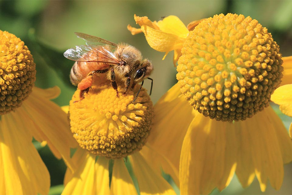 45 Pollinator Friendly Perennials Sure To Attract Bees - Greenhouse Grower