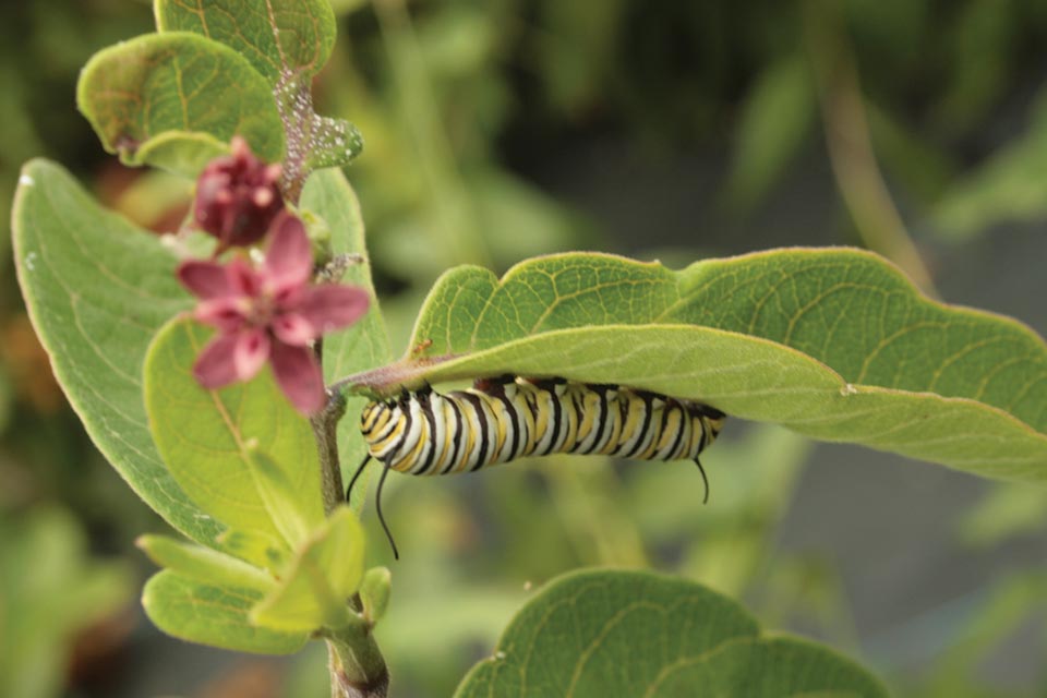 What Plants Are Good For Caterpillars