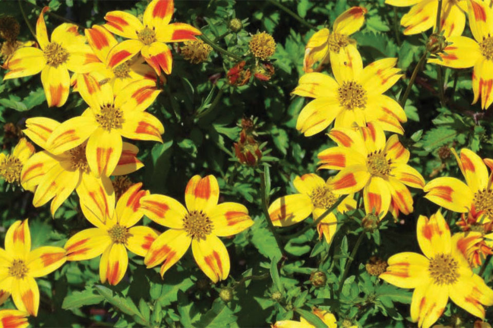 Recommendations For Successfully Growing Beedance Bidens