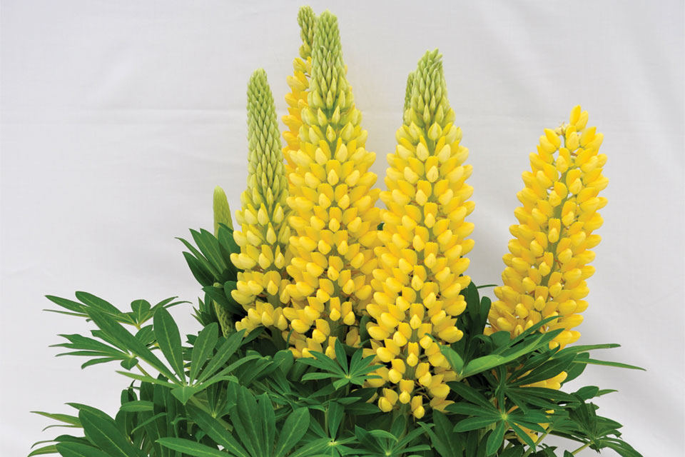 How to Effectively Grow Staircase Lupine - Greenhouse Grower