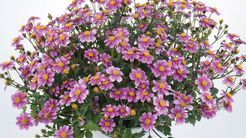 Growing Tips For Bidens From A Plant Expert