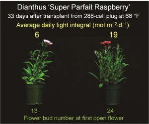 Figure 2. The effects of daily light integral on number of flower buds in dianthus ‘Super Parfait Raspberry.’ Plugs and plants were grown under a 16-hour photoperiod.