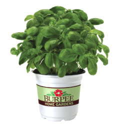 Ball Launches Burpee Plants At Retail