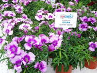 Hem Gets Short With Annuals