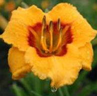 New Long-Blooming Daylily