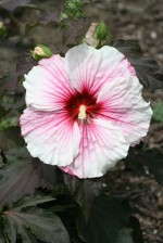 Fleming's Hardy Hibiscus