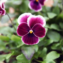 Pansy 'Nature Rose Picotee' from American Takii