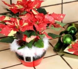 Designing With Poinsettias Catching On