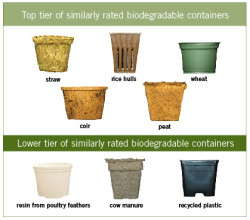 The Value Of Biodegradable Containers