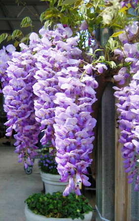 Garden Debut's Repeat Bloomer