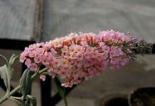 Ball Buddleia Approved For Sale In Oregon