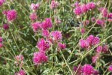 2010 Field Trials: The Year Of The Gomphrena