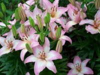 Longwood's Lilytopia Less Than 3 Weeks Away