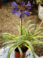New Varieties Guide 2009: PlantHaven