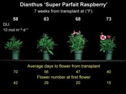 Slideshow: Dianthus & Snapdragon