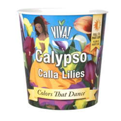 Calypso Callas Enter VIVA! Line