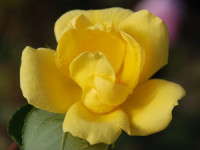 Knock Out Rose Now Available In Yellow