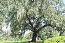 Ornamental Of The Month: Southern Live Oak