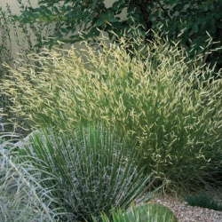 'Blonde Ambition' Ornamental Grass From High Country Gardens