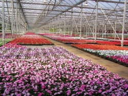 Bob's Market & Greenhouses Inc.