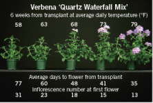 Energy-Efficient Annuals: Pentas & Verbena