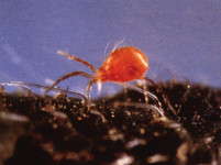 All Predatory Mites Are Not Created Equal