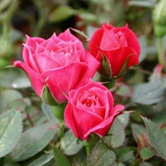 Greenheart Develops Roses As Bedding Plants