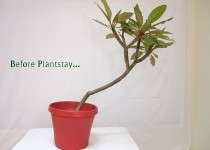 Plantstay Keeping Potted Plants In Place