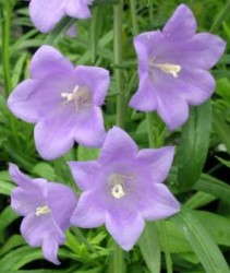 Production Tips For Top Performers: Campanula Persicifolia