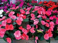 SunPatiens Now Available To All Growers