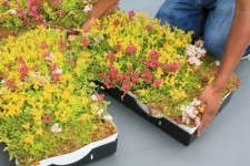 Another Grower For Green Roofs