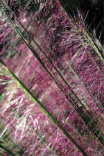 A New Niche: Grasses