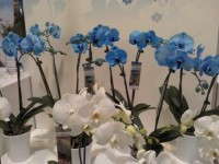 Blue Orchid Debuts From Silver Vase