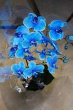 The Blue Orchid Is Blue Because …
