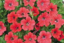 Tips For Producing Petunias