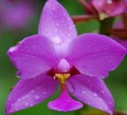 Hort Couture's Outdoor Orchids
