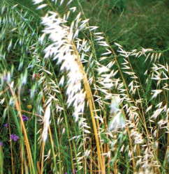 Ornamental Grasses To Consider