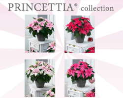 Suntory's New Poinsettia Collection