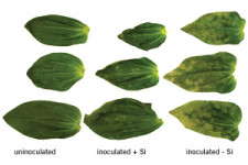 Silicon In Floriculture Fertility Programs: Ready Research Results