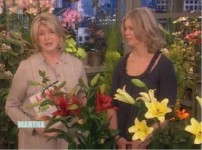 'Martha' Showcases Foreign Lily Hybrids