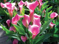 New Varieties Guide 2009: Golden State Bulb