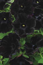 Petunia 'Black Velvet': 2010 Medal Of Excellence And Editor's Choice Nominee