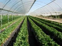 Delta T Solutions To Offer Customized Growing Systems