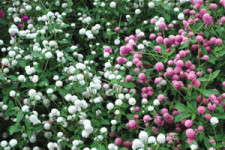 Gomphrena Is Reliable, Colorful & Easy, Yet No Respect