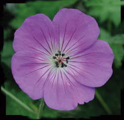 Production Tips For Top Performers: Geranium 'Rozanne'