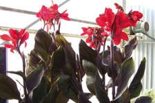 Canna 'Tropical Bronze Scarlet': 2010 Editor's Choice Nominee
